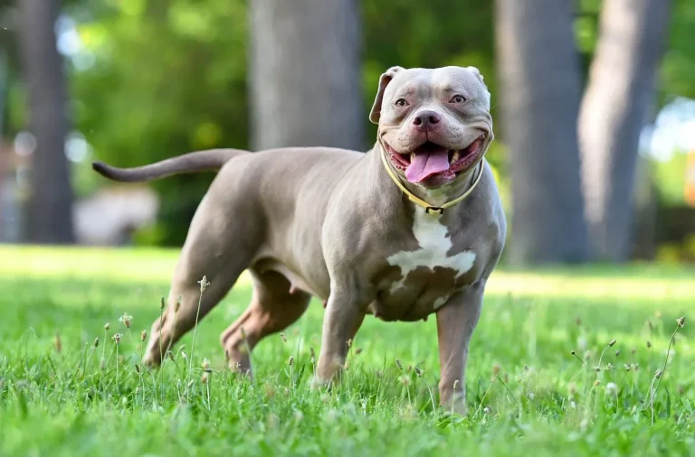 Son el Pitbull y el American Bully la misma raza de perro 8 Son el Pitbull y el American Bully la misma raza de perro