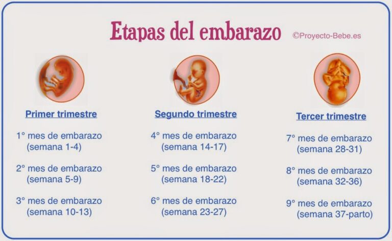 Cuánto tiempo dura el embarazo de un pez guppy 4 Cuánto tiempo dura el embarazo de un pez guppy