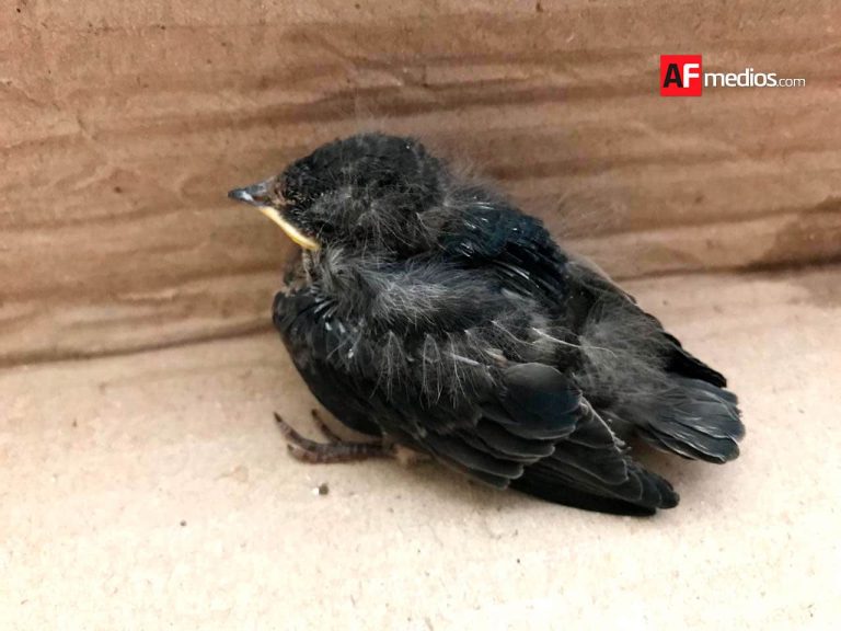 Qué hacer si encuentras una golondrina caída del nido