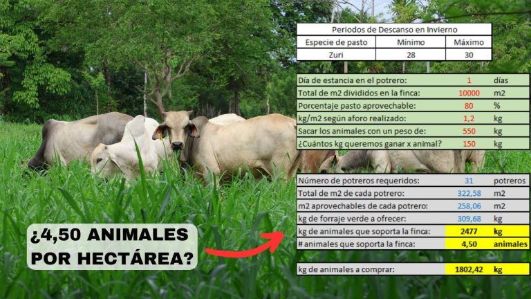Qué significa la conversión de qq a kg por hectárea 7 Qué significa la conversión de qq a kg por hectárea