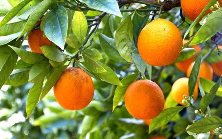 Cuáles son las frases célebres de "Mi planta de naranja lima" 2 planta naranja