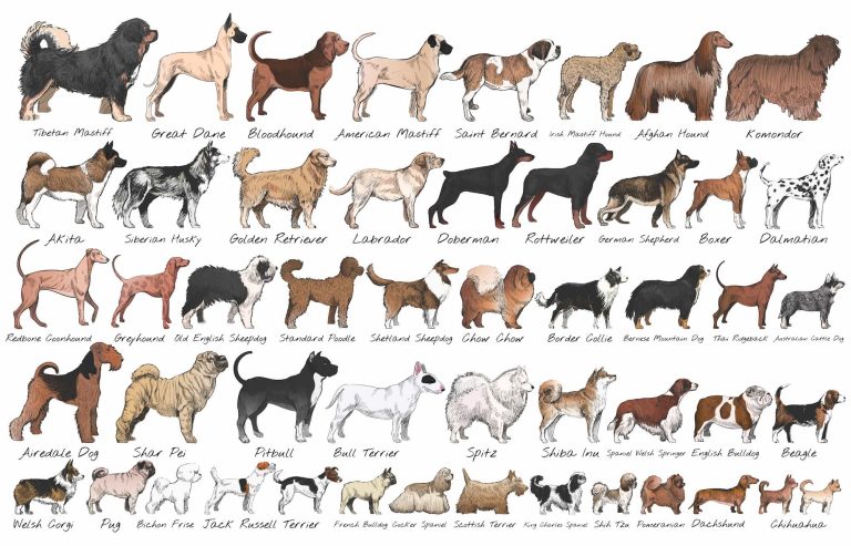 Existen razas de perros que dan miedo y por qué 7 Existen razas de perros que dan miedo y por qué