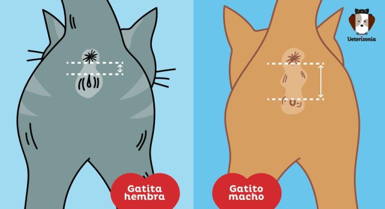 Cómo saber si tu gato es macho o hembra de forma sencilla 8 Cómo saber si tu gato es macho o hembra de forma sencilla